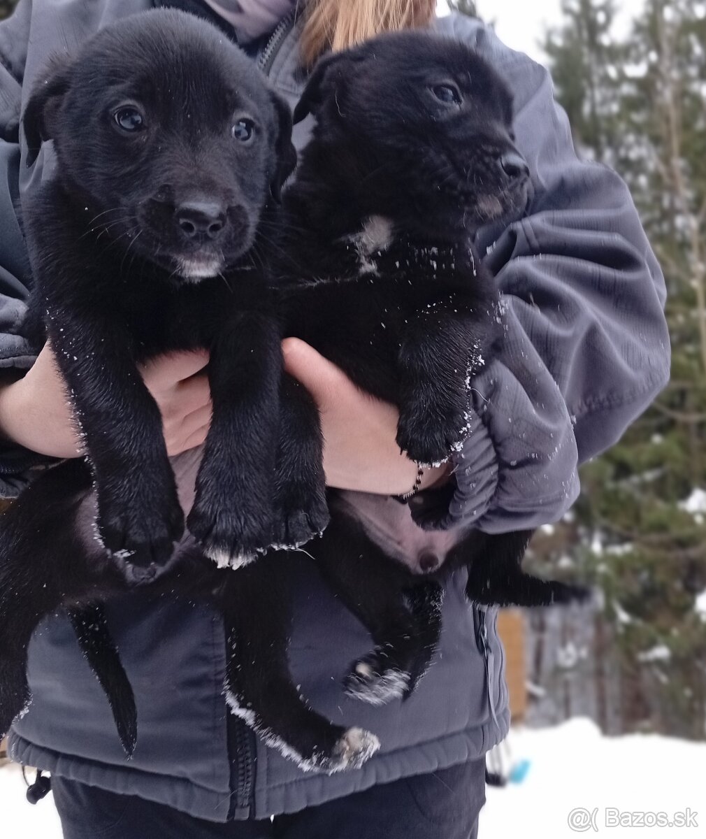 DARUJEM ŠTENIATKA - 3