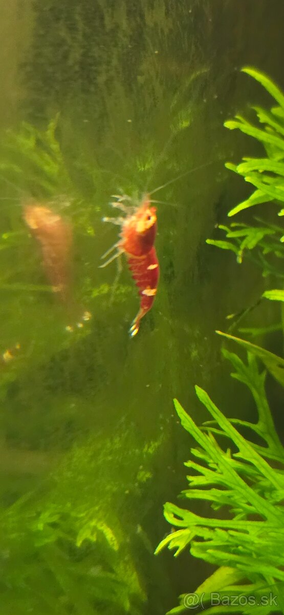 Super red crystal krevetky - 3