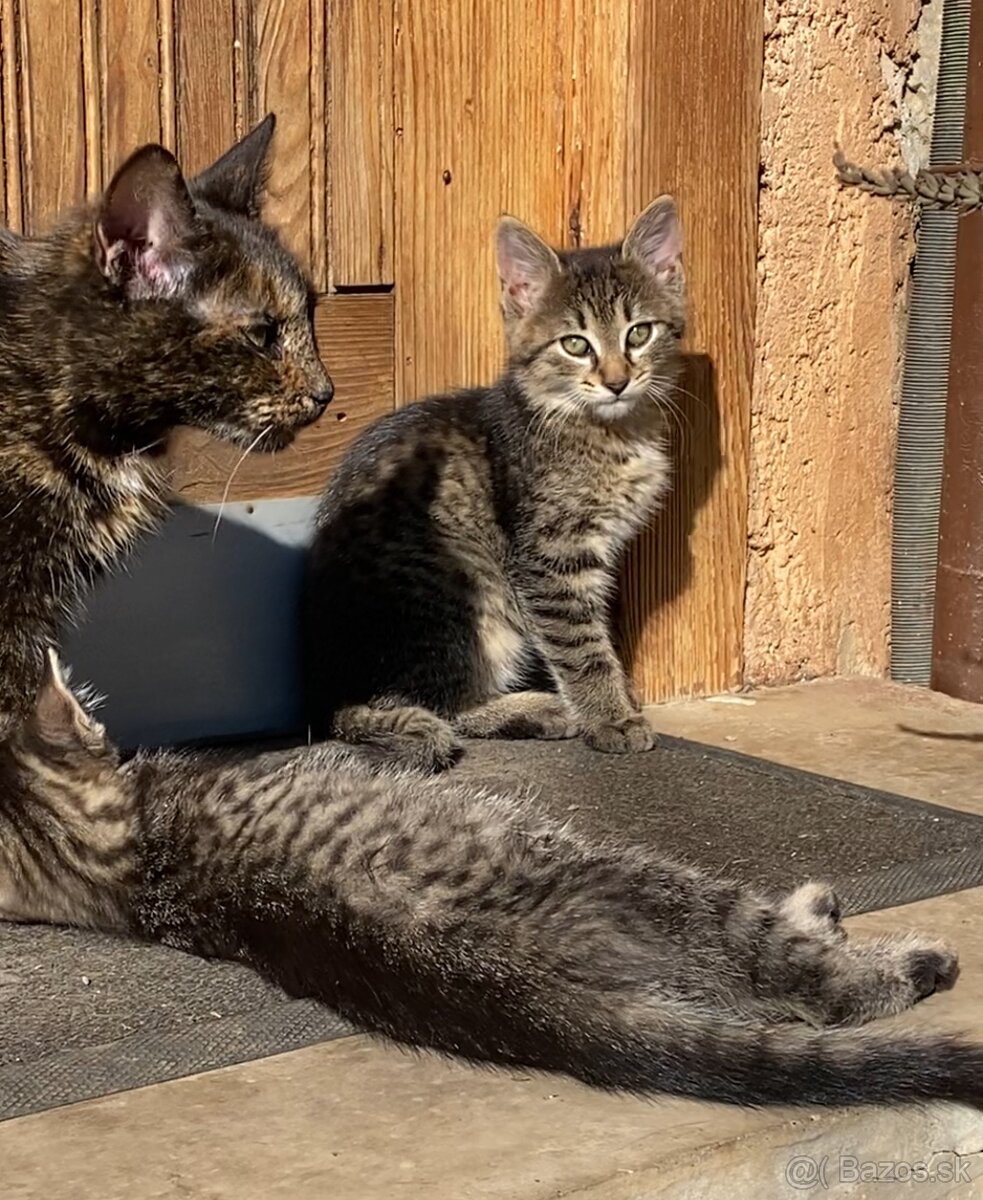Darujem mačiatka - 3