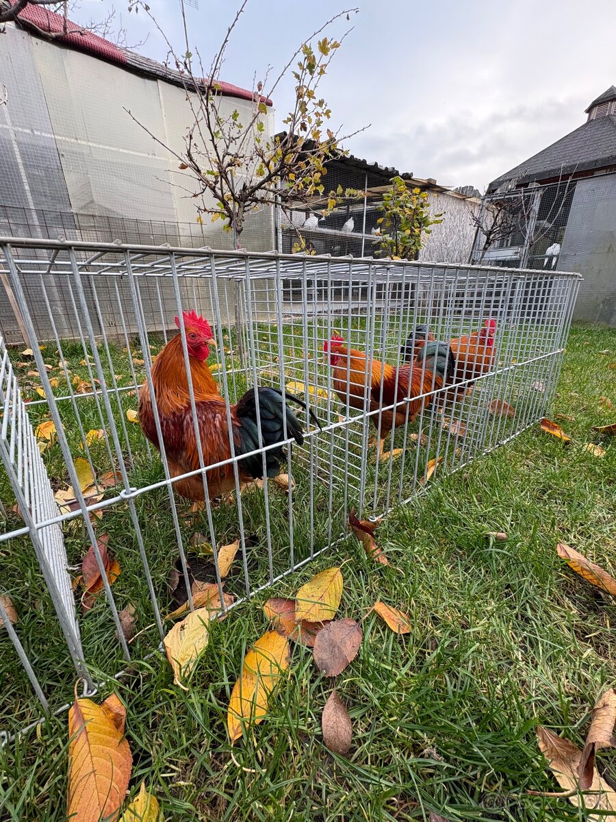 Zdrobnelá hempširka, sebritka - 3