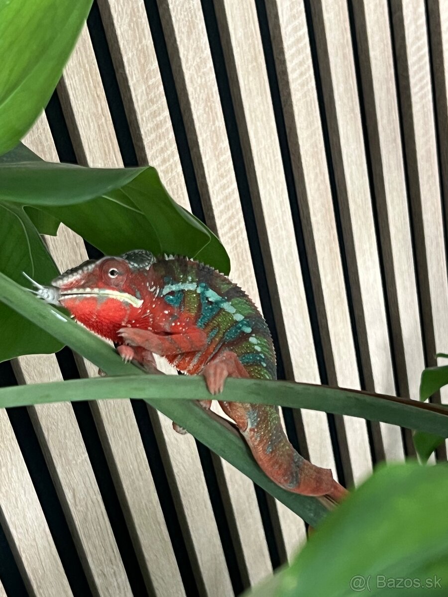 Chameleon pardalis - 3