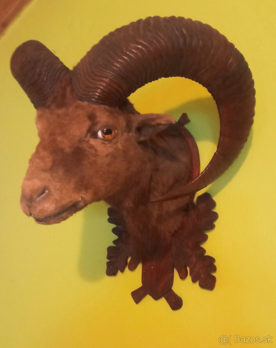 Predám vypreparovanú hlavu muflóna. - 3