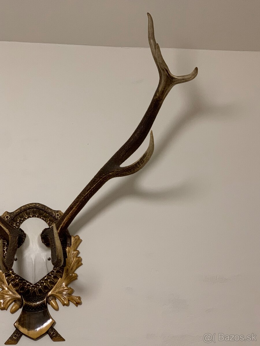 Jelenie Parožie - 3