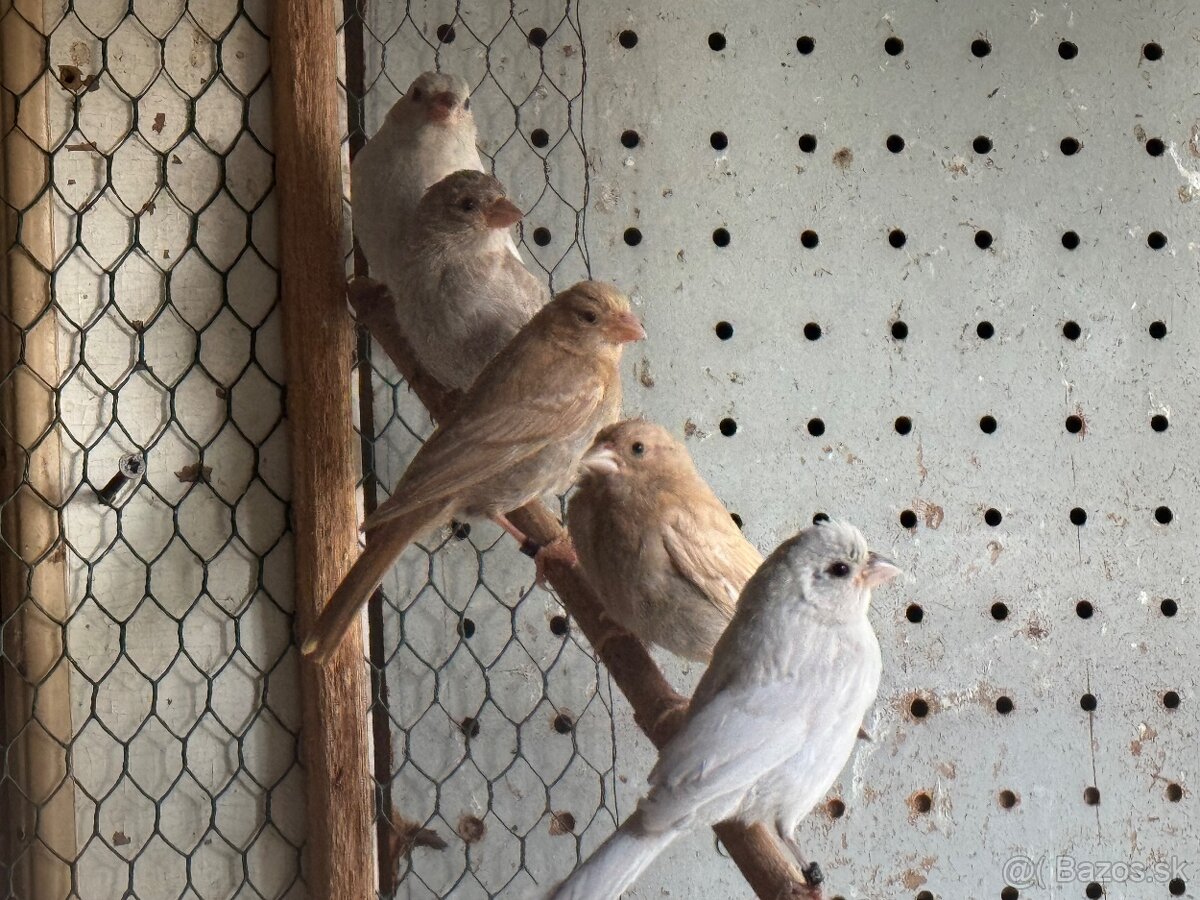 Predám kanárikov a mexických hýľov - 3