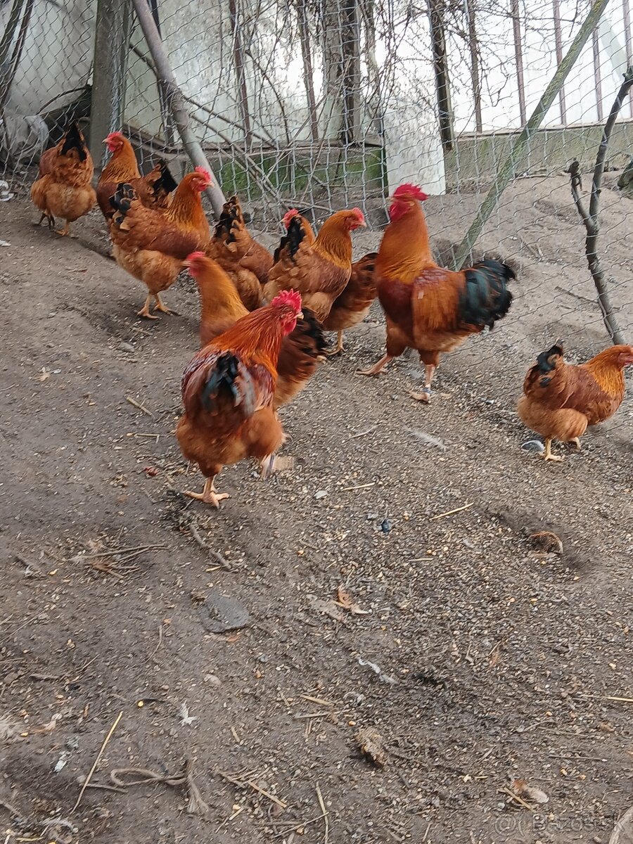 Predám kohút Hempsir - 3