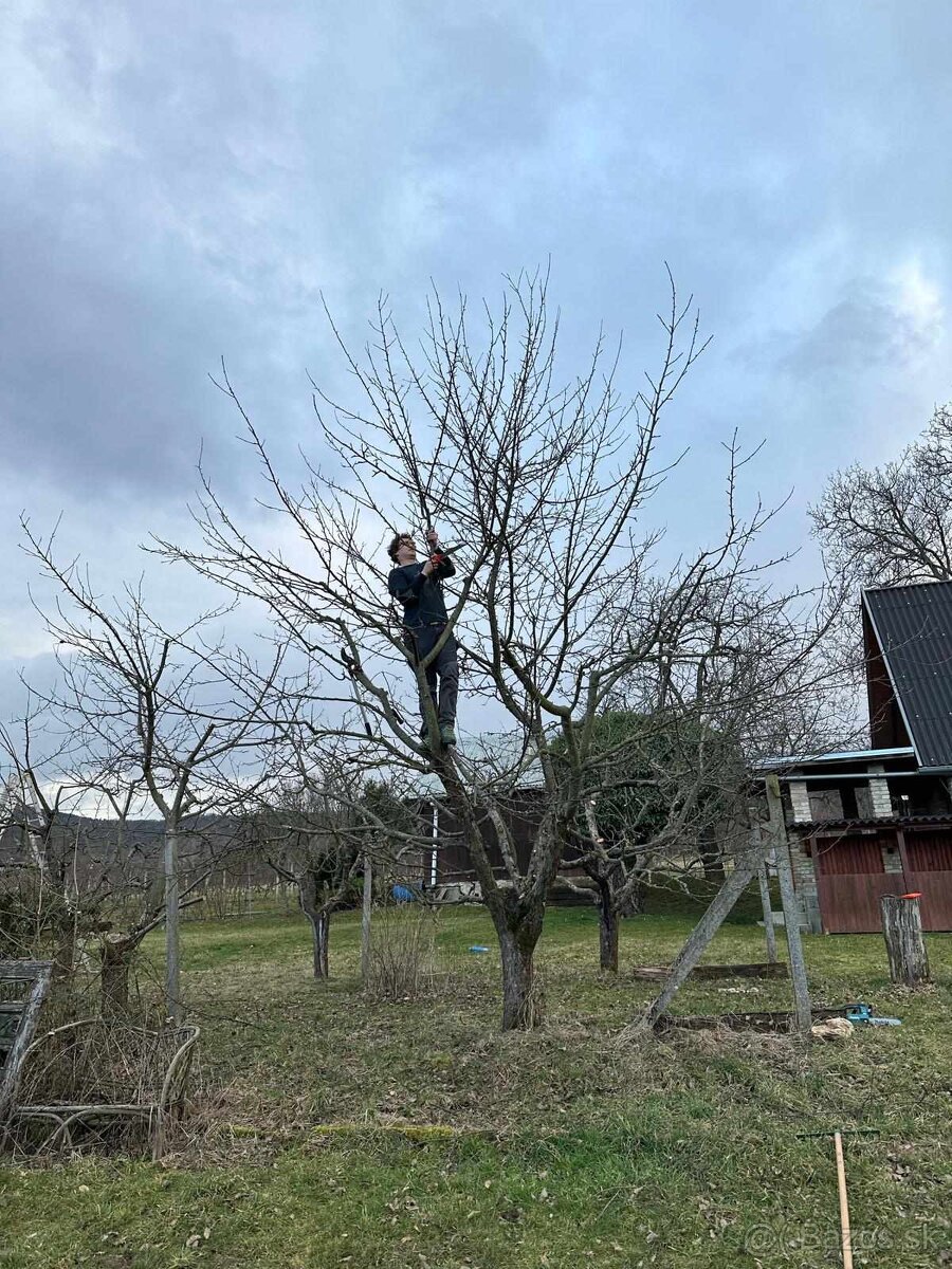 Rez (strihanie) ovocnych stromov - 3