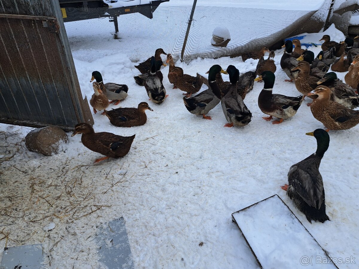 Ruánska kačica - 3