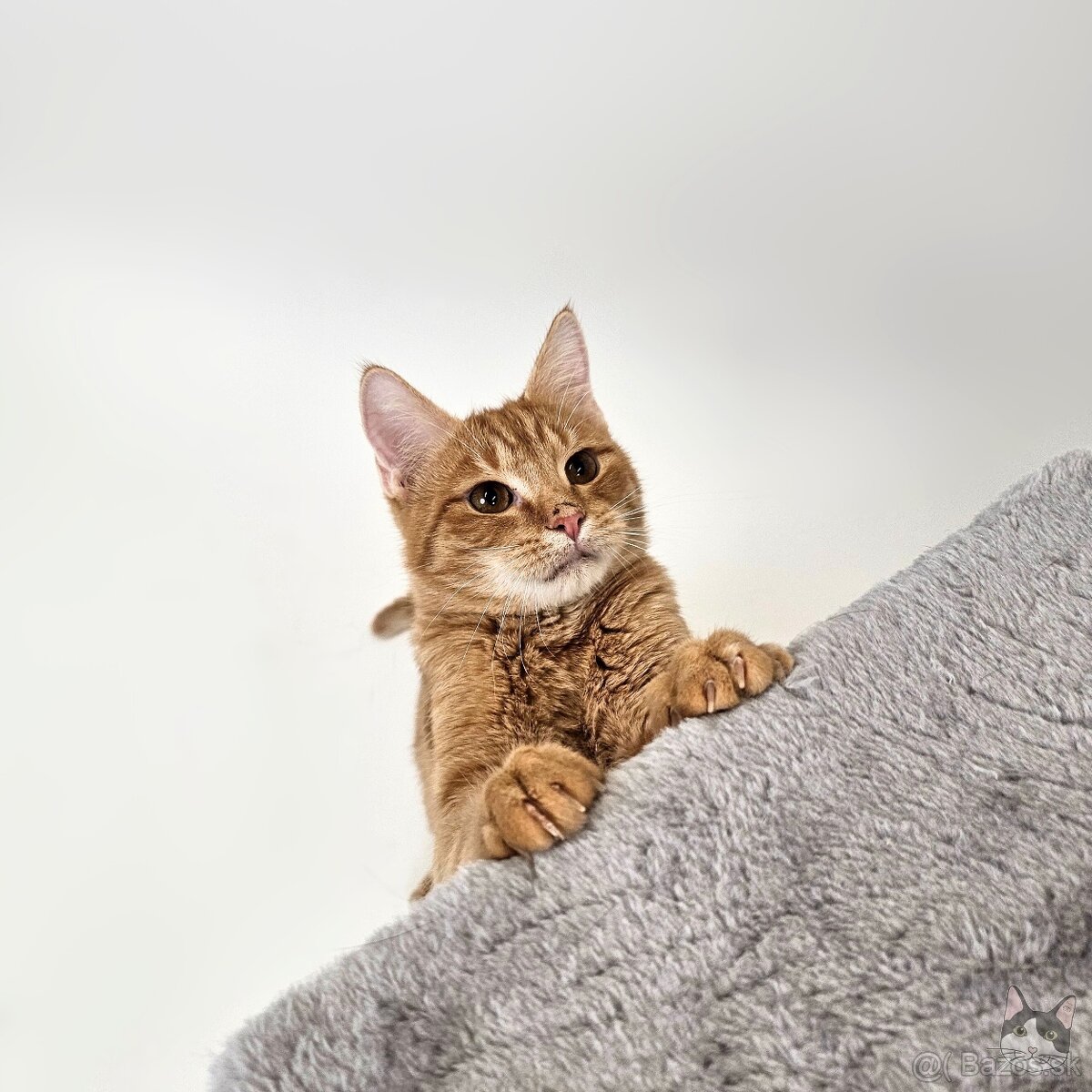 TOBY hľadá domov - 3