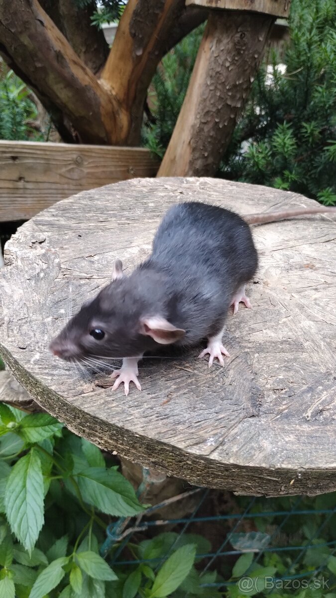 Potkan, potkaníci - 3