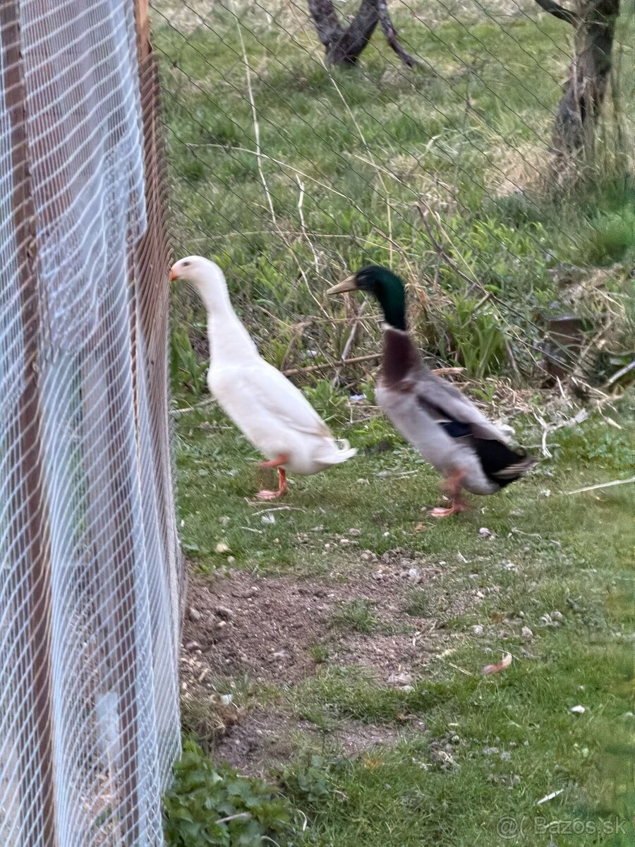 Indickí bežci- 2 samce, 20 € alebo výmena za kačku - 3