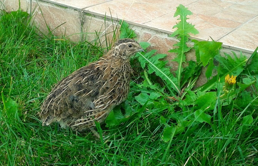 Prepeličie vajíčka - 3