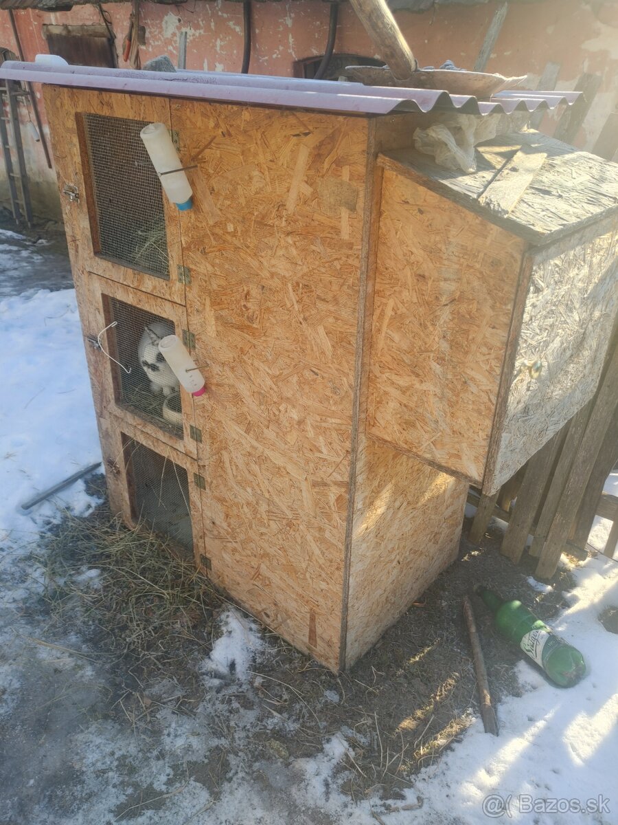 Zakrslé králiky. Chovný párik. - 3