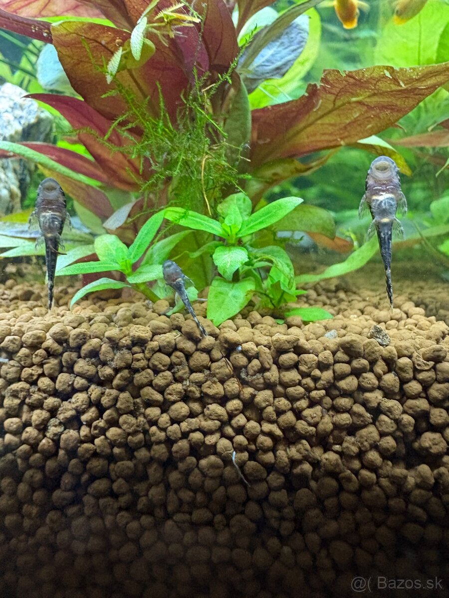 prisavnik-ancistrus - 3