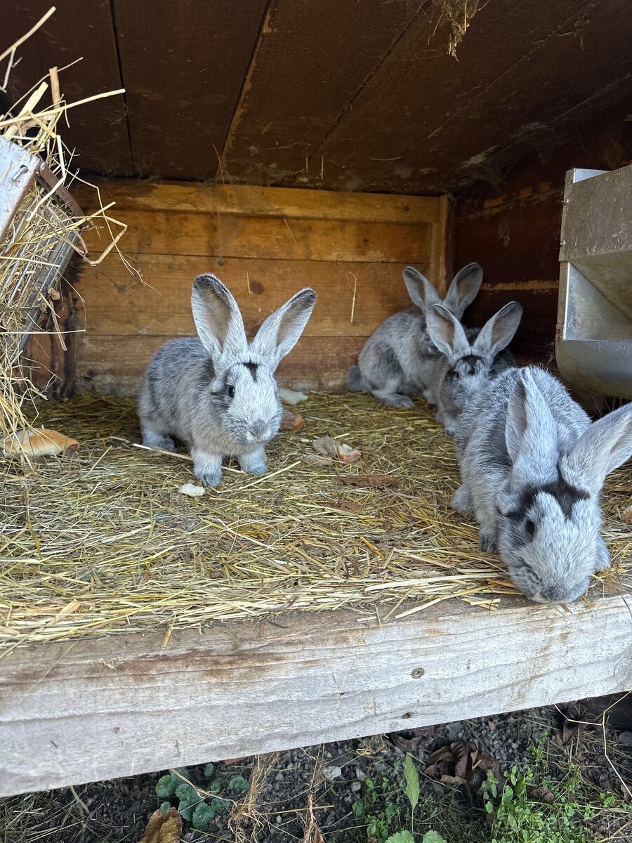 Samica VSS aj z mladými - 3