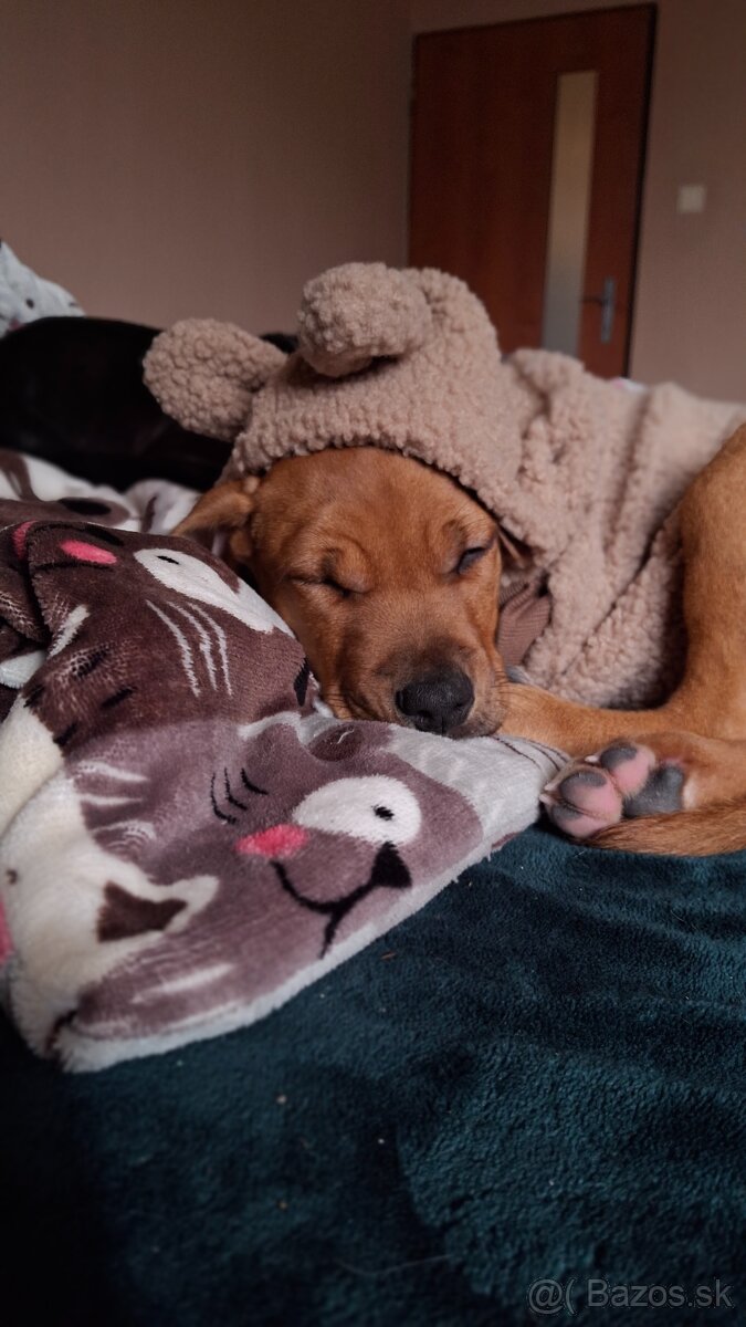 Predám šteniatko fenku - 3