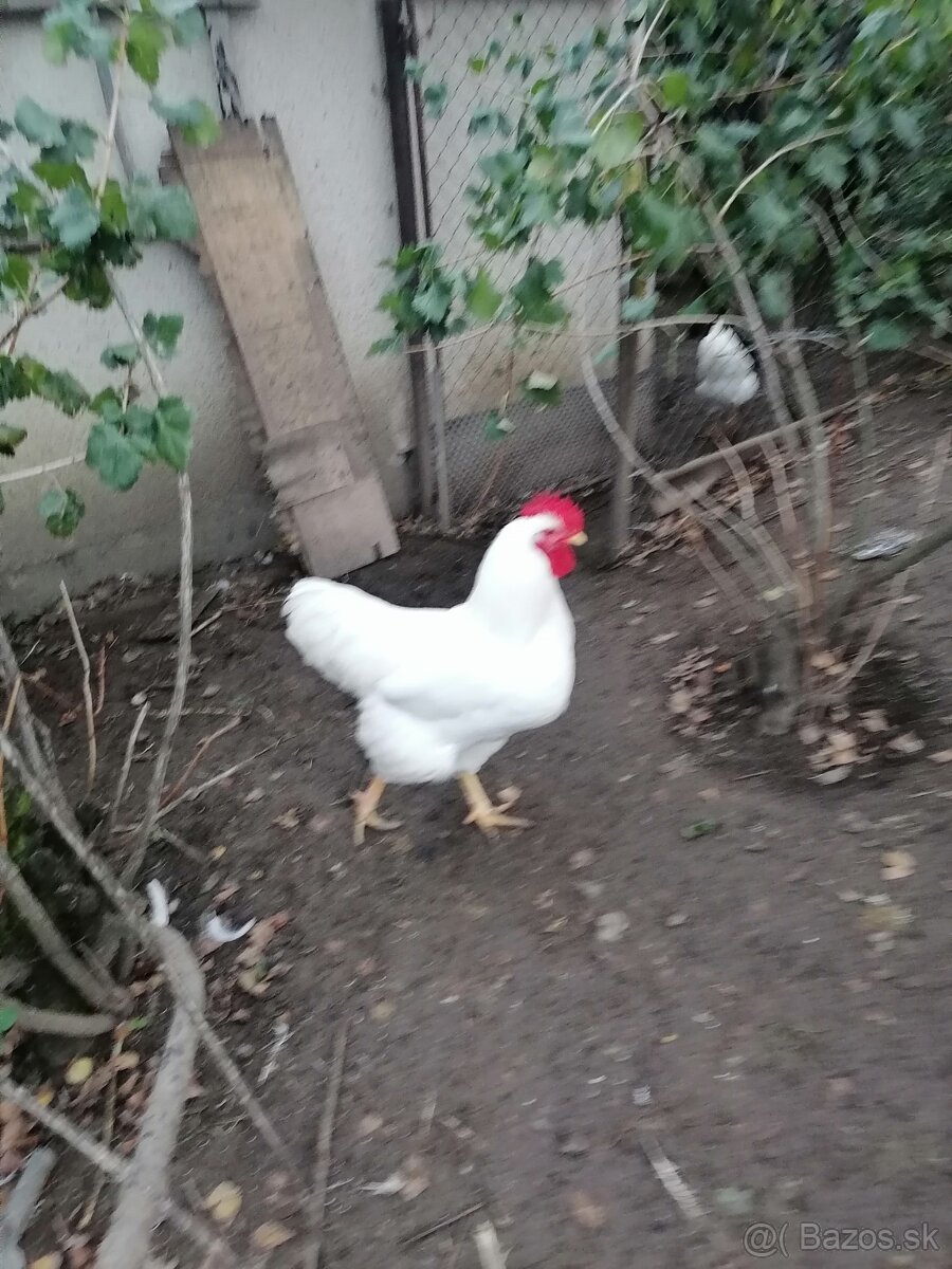 Predám kohúty. - 3