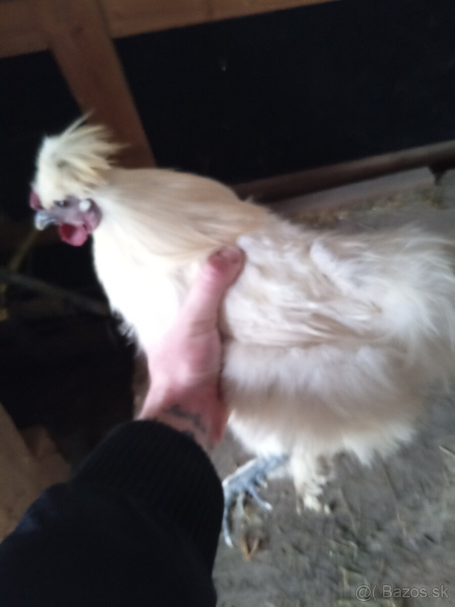 Hodvábnička Kohút - 3