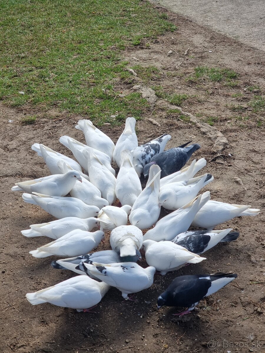 BIELE POŠTOVÉ HOLUBY - 3