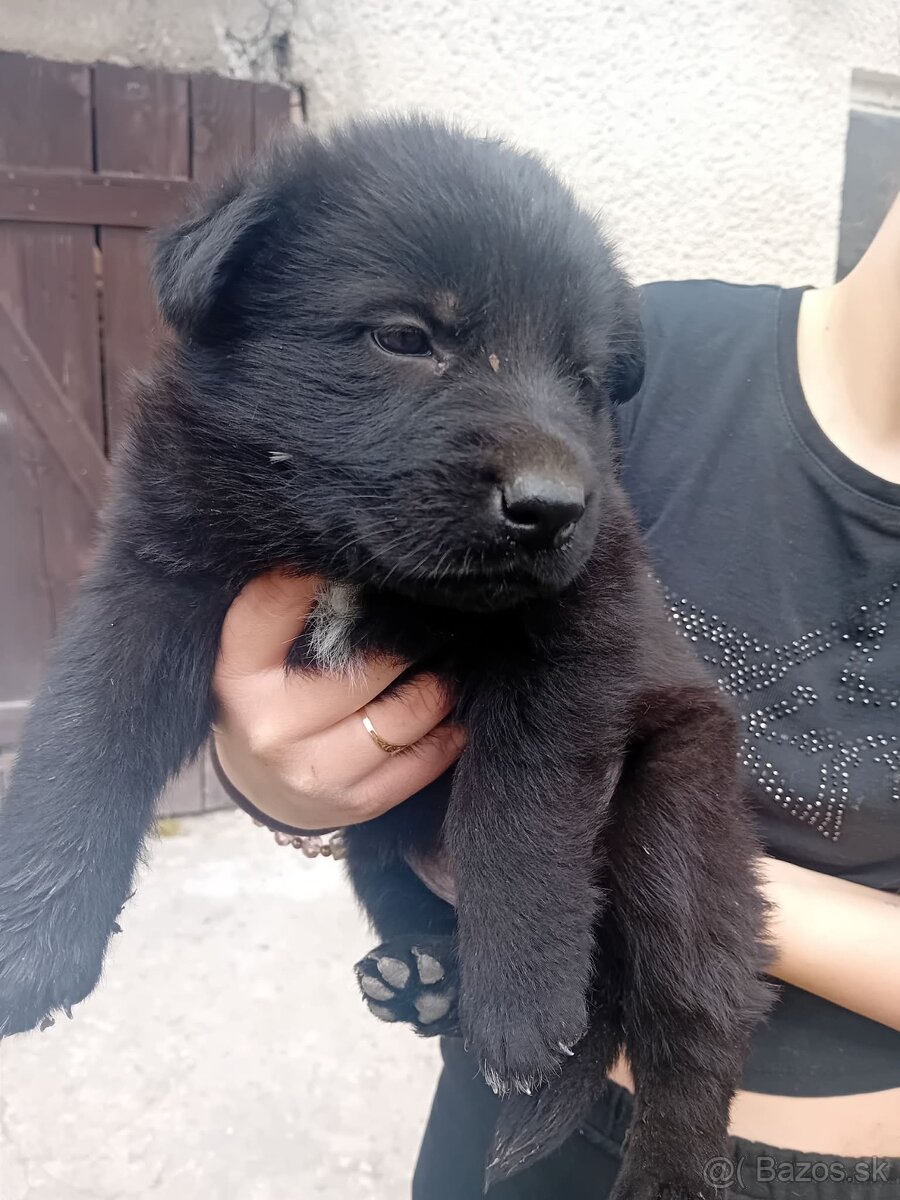 Nemecký ovčiak - 3