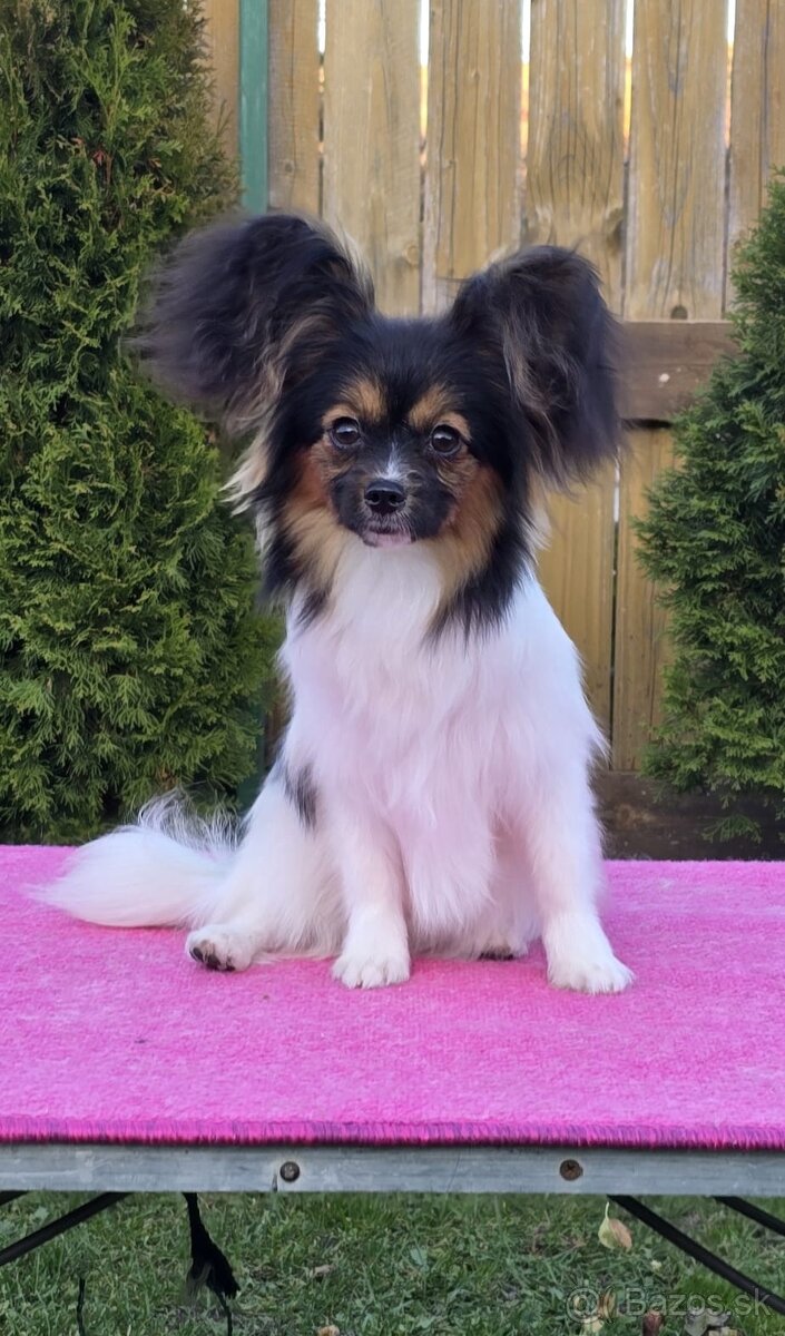 Papillon s rodokmeňom FCI - 3