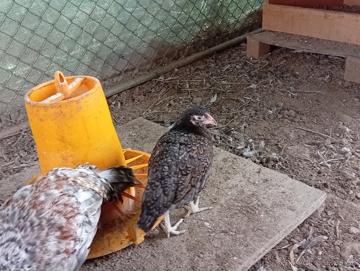 Predam indické bojovnicky. - 3