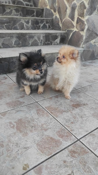 Pomeranian mini - 3