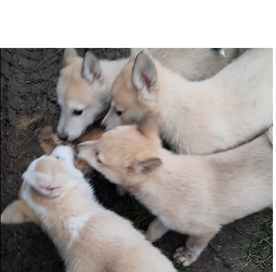 Západosibírska lajka - 3