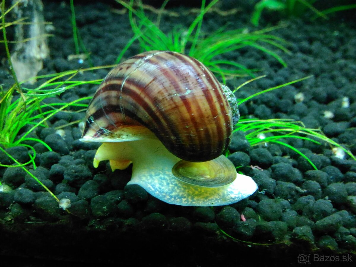 Slimák Ampularia hnedá 1€ - 3