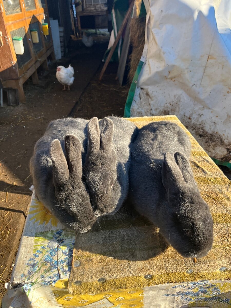 Viedenský modrý králik - 3