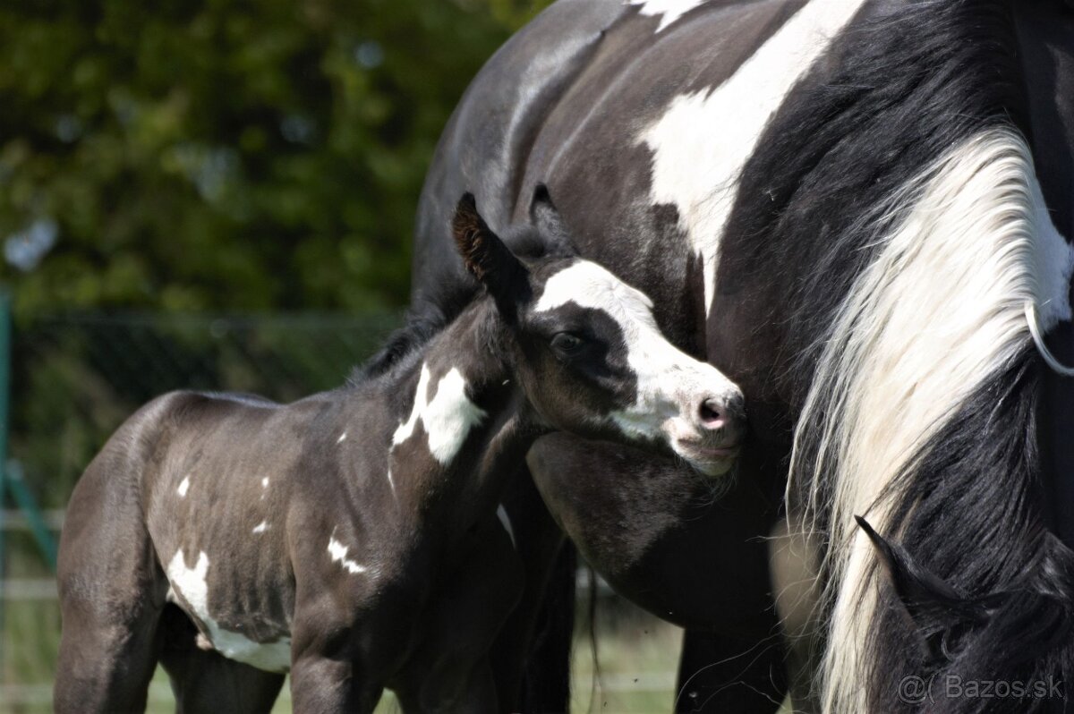 Pripúšťanie Paint Horse - 3