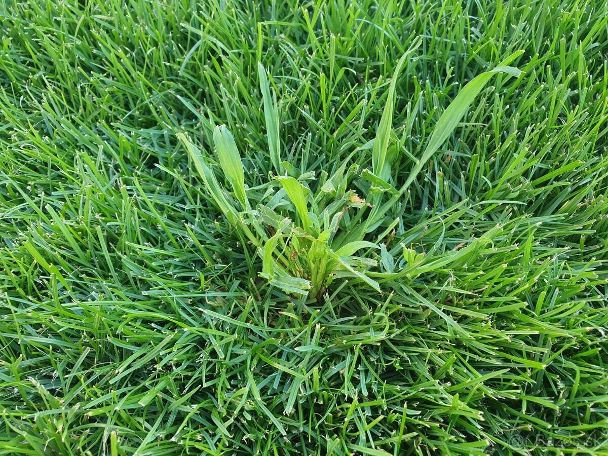 Puma Extra a Bofix - 3