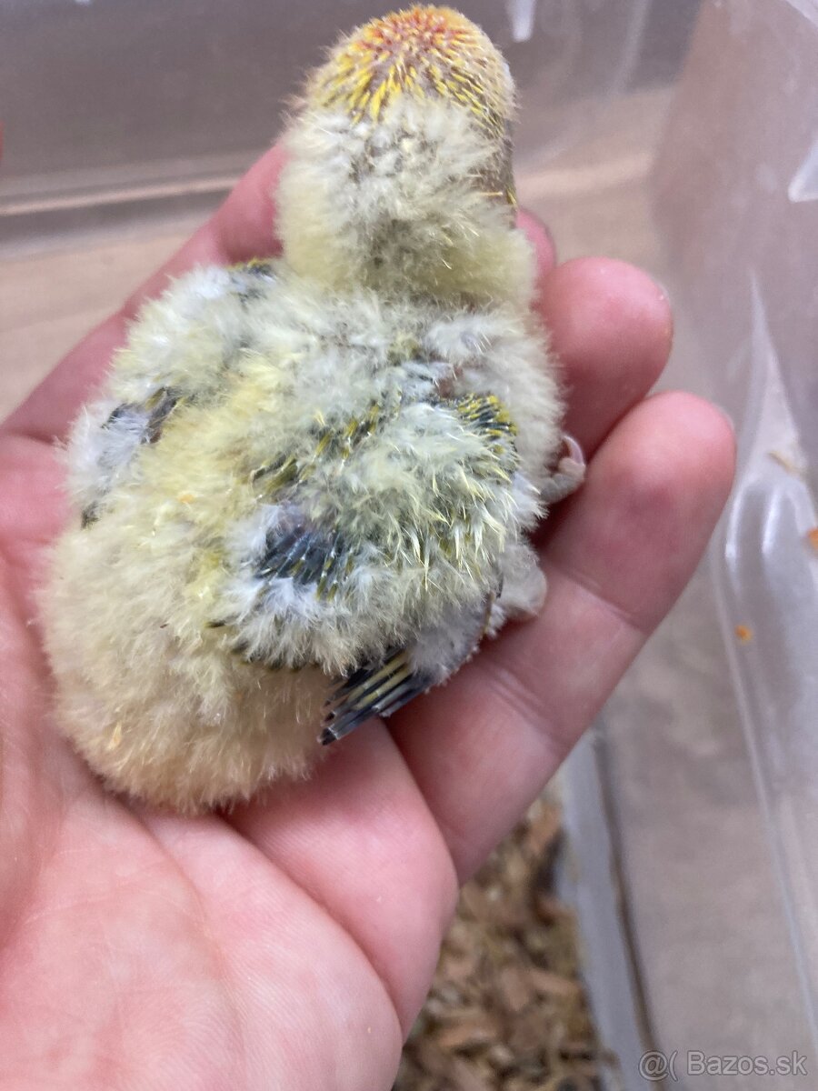 Rucne dokrmovane agapornisy fischer opalin tyrkys - 3