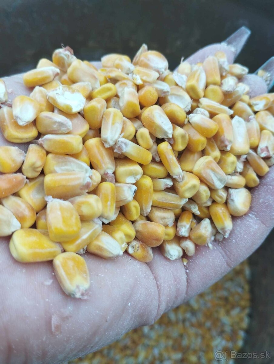 Kukurica, psenica - 3