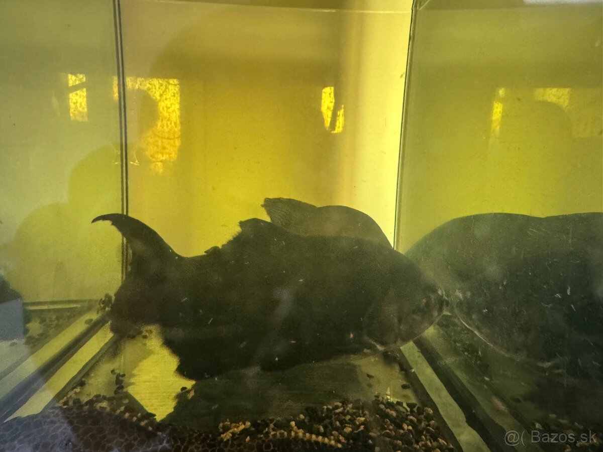 Pirana bylinozrava - 3