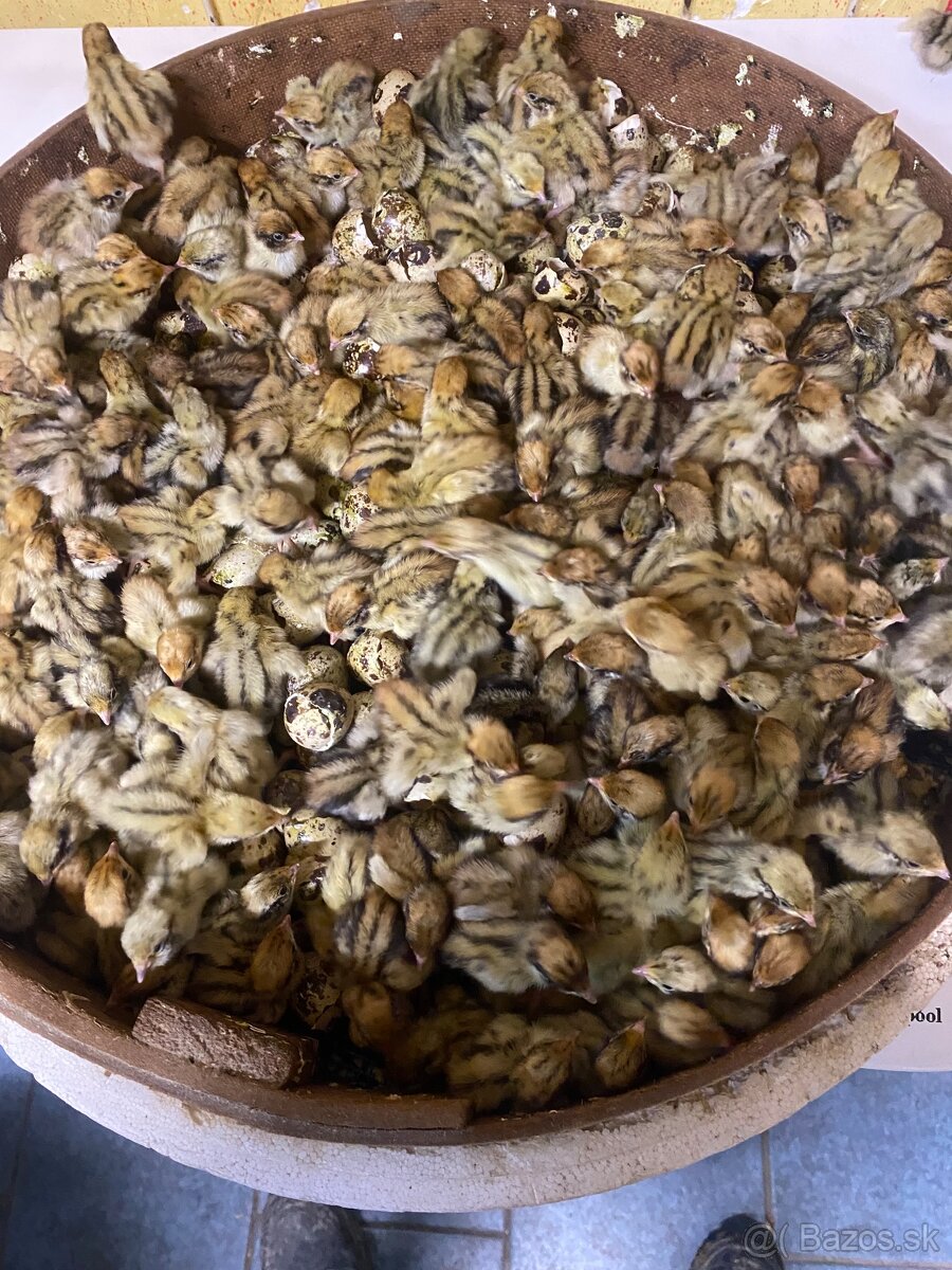 Japonské prepelice - 3