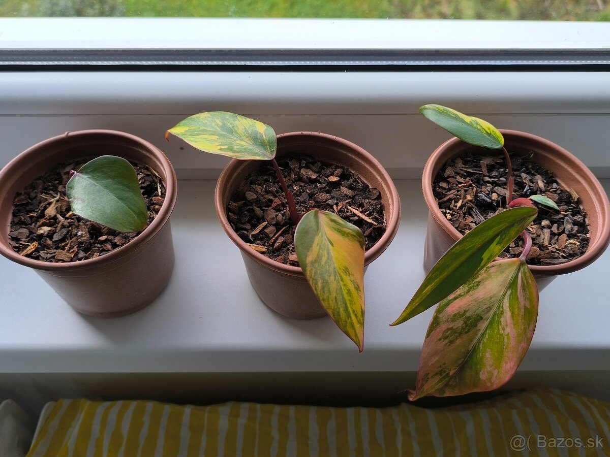 Izbové rastliny - 3