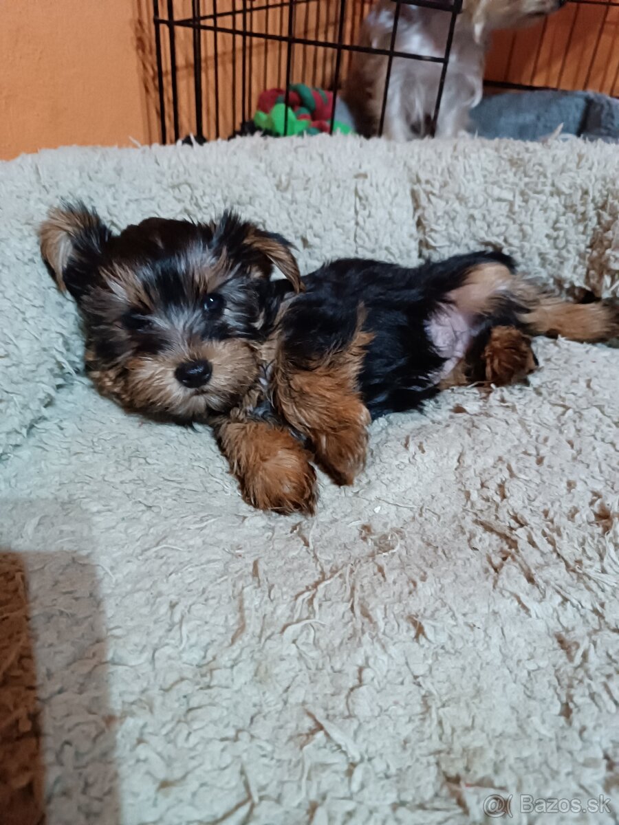 Yorkshirsky teriér - 3