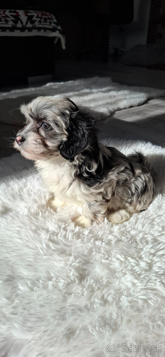 Maltipo.Maltipoo - 3