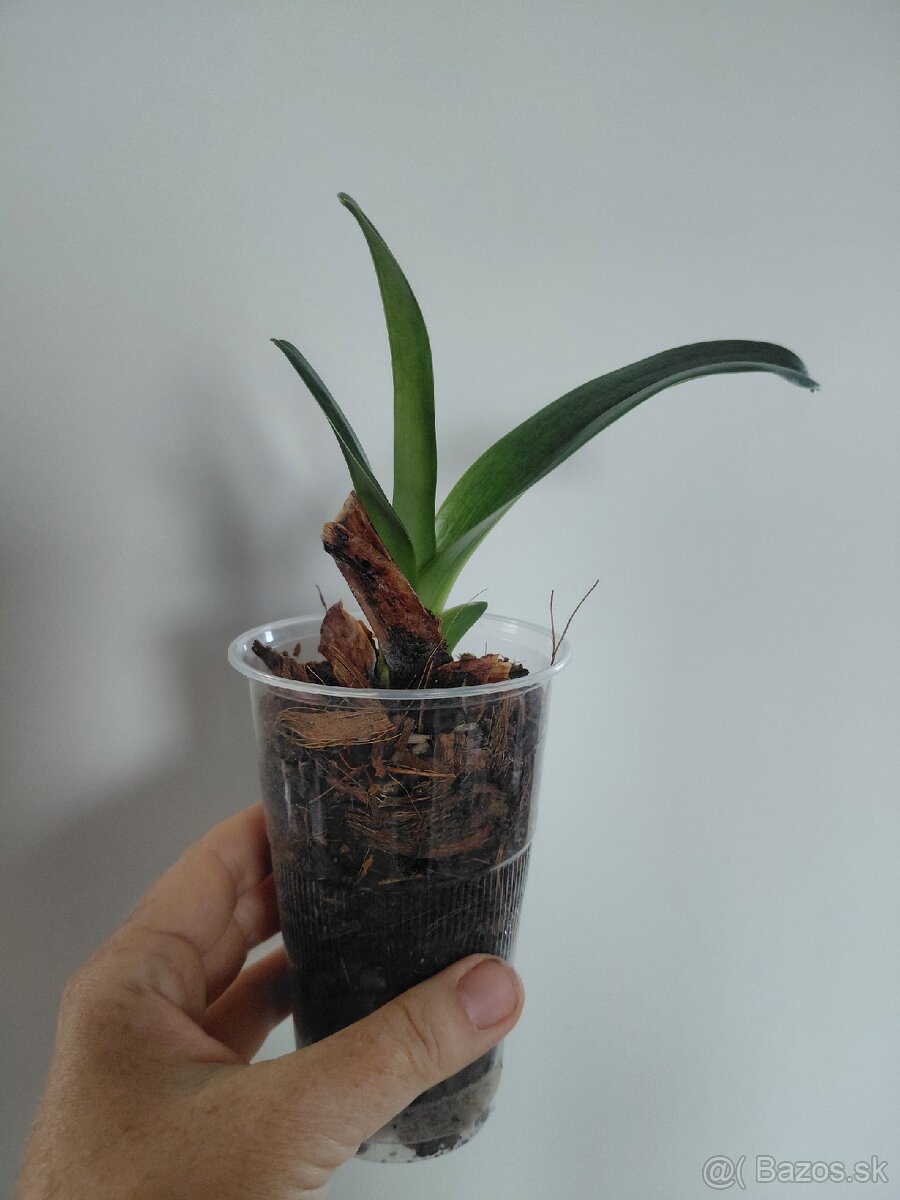 2 orchideje - 3