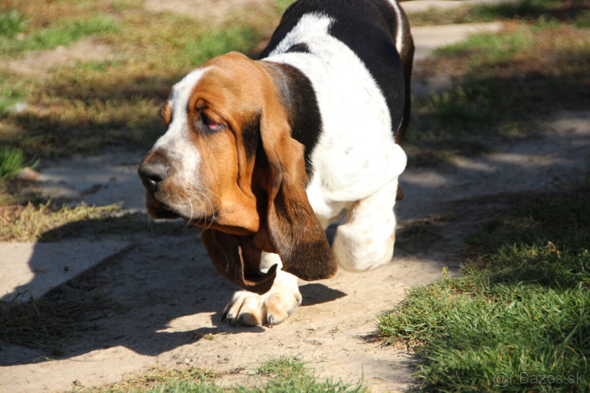 Basset hound - pejsek s PP - 3