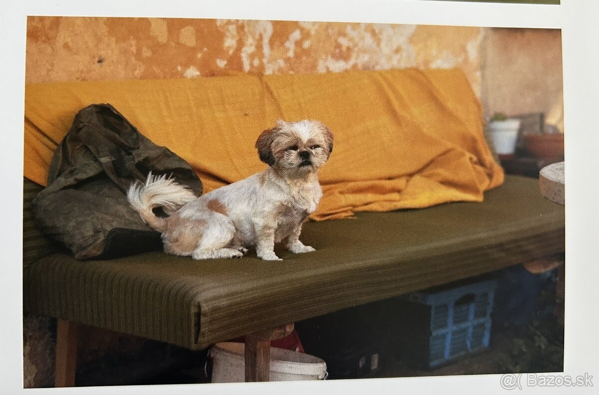 Shith tzu , 6 ročná fenka - 3
