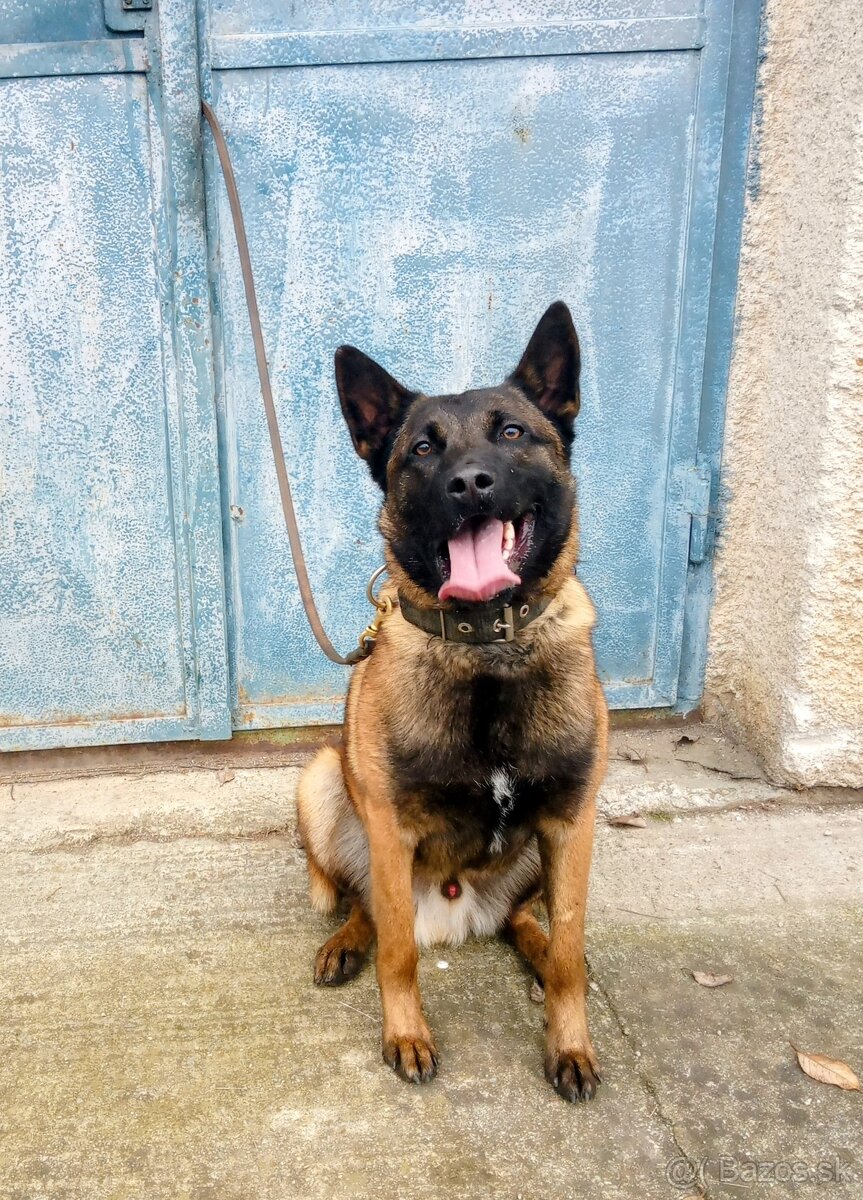 Belgický ovčiak - 3