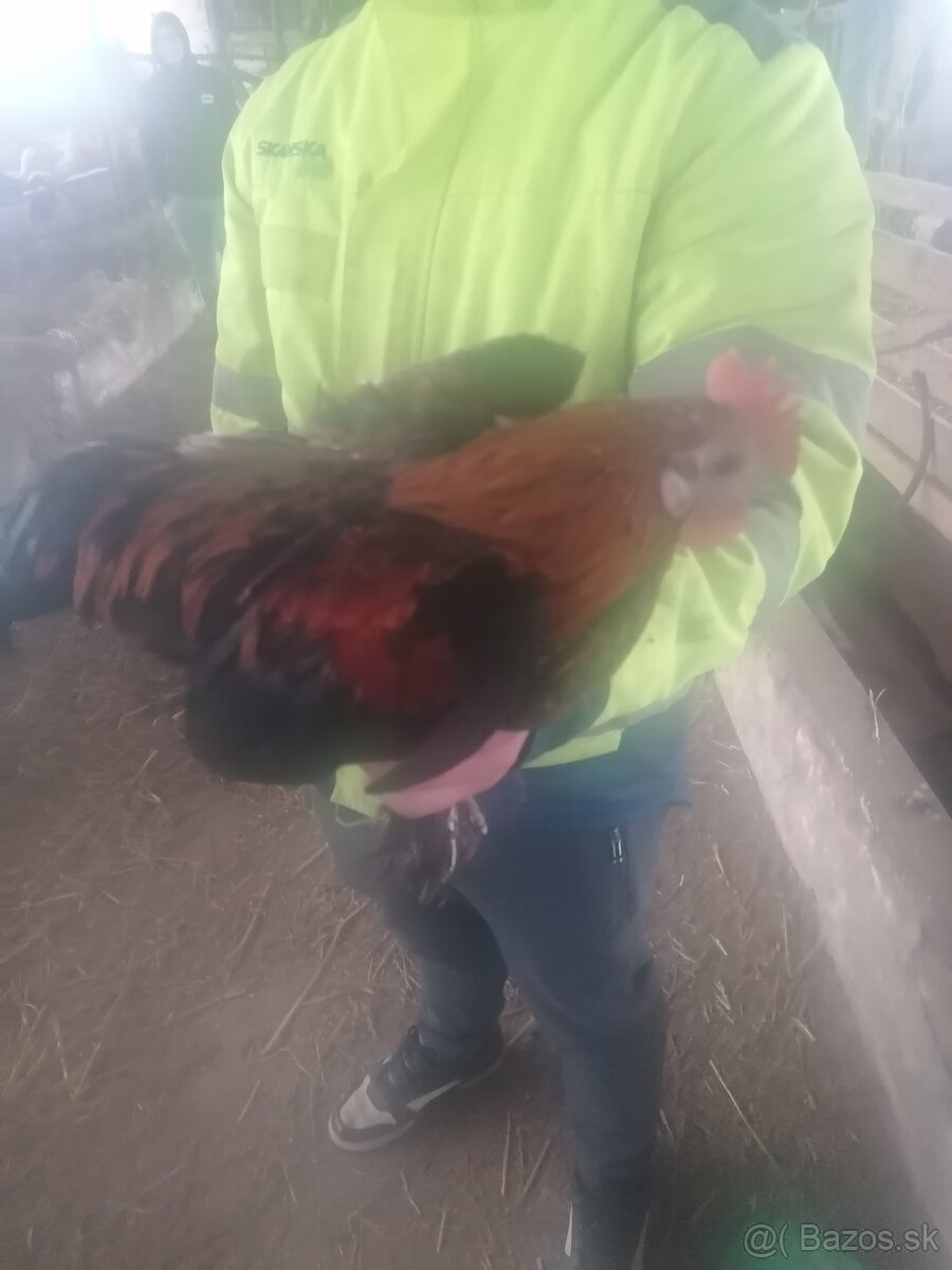 Miflerky liliputky - 3