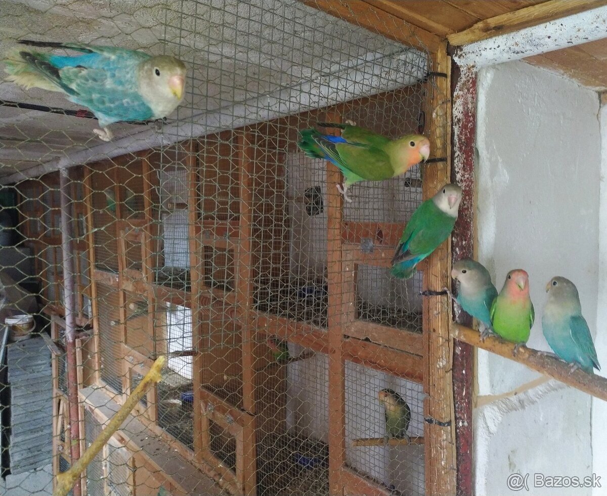 Agapornis Ruzovohrdly - mladé 2025 - 3