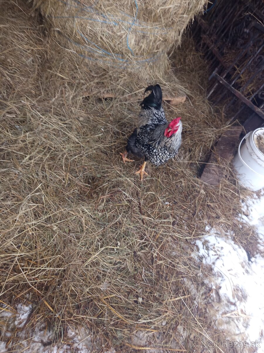 Predám kohuta - 3