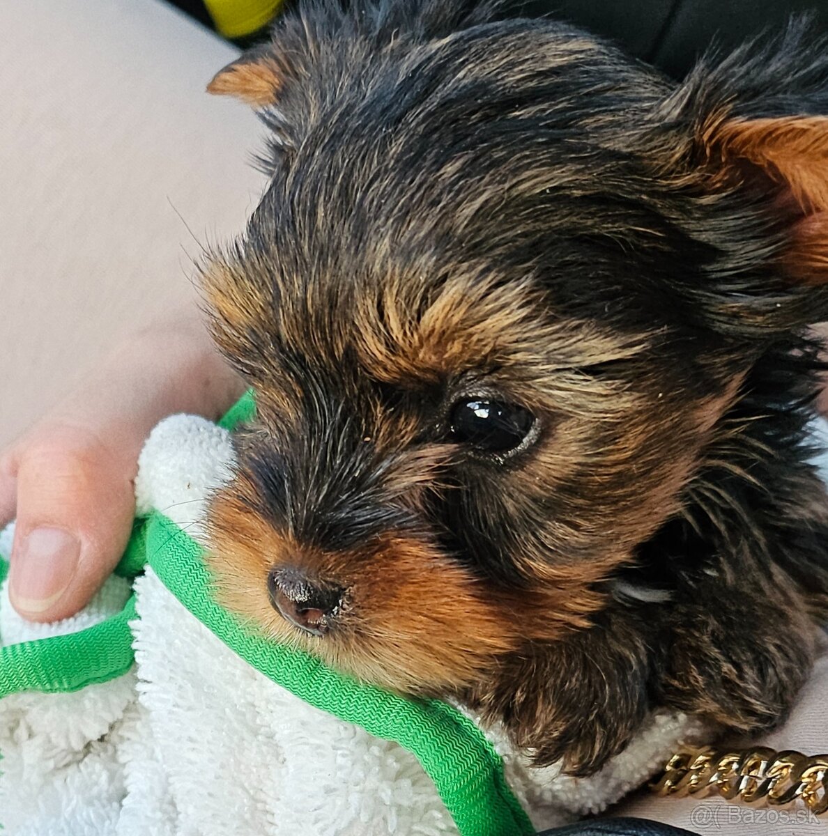 Yorkshirsky terier mini - 3