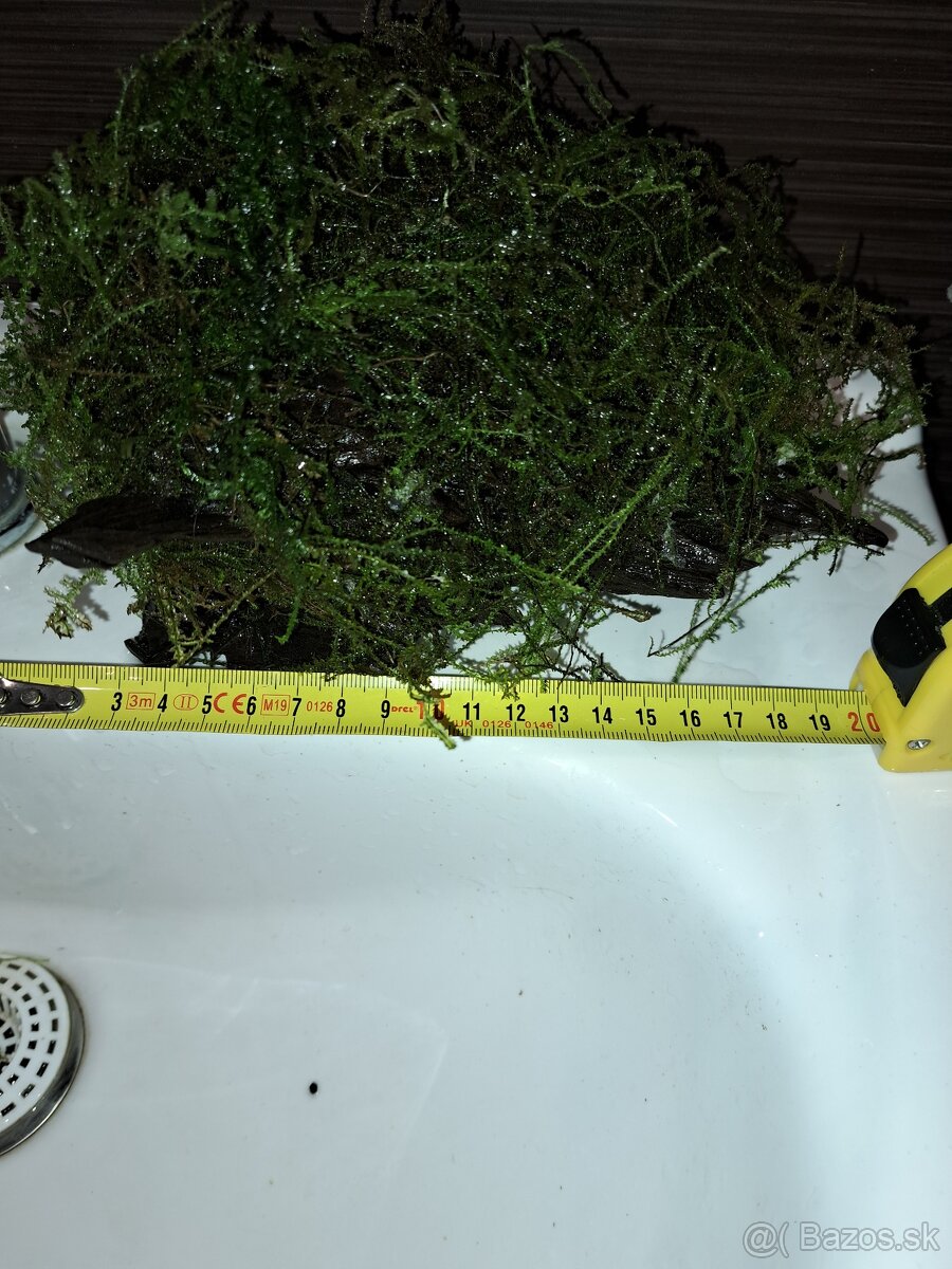 Koreň s machom do akvária - 3