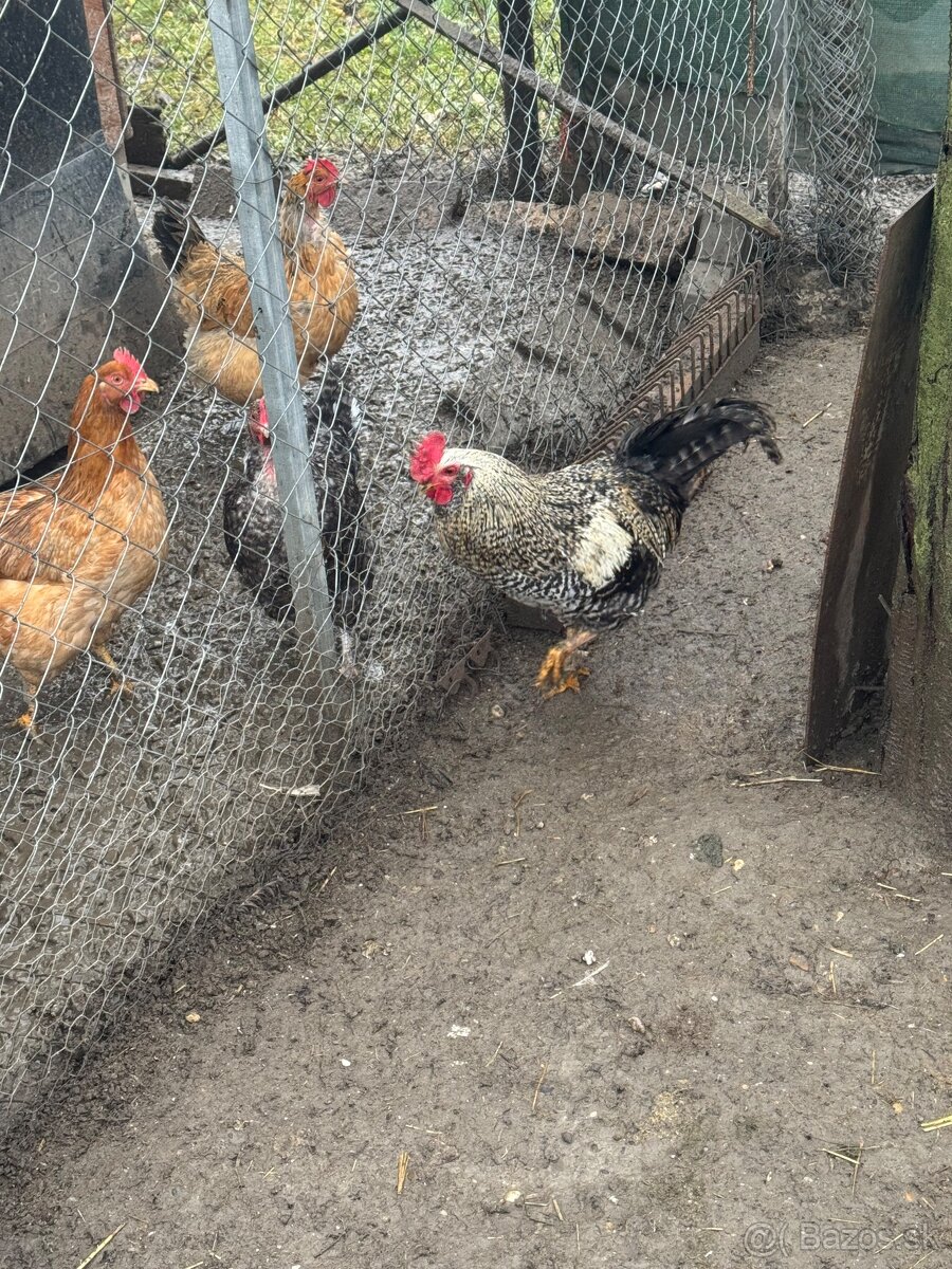 Predám mladé kohuty - eladó kakasok - 3