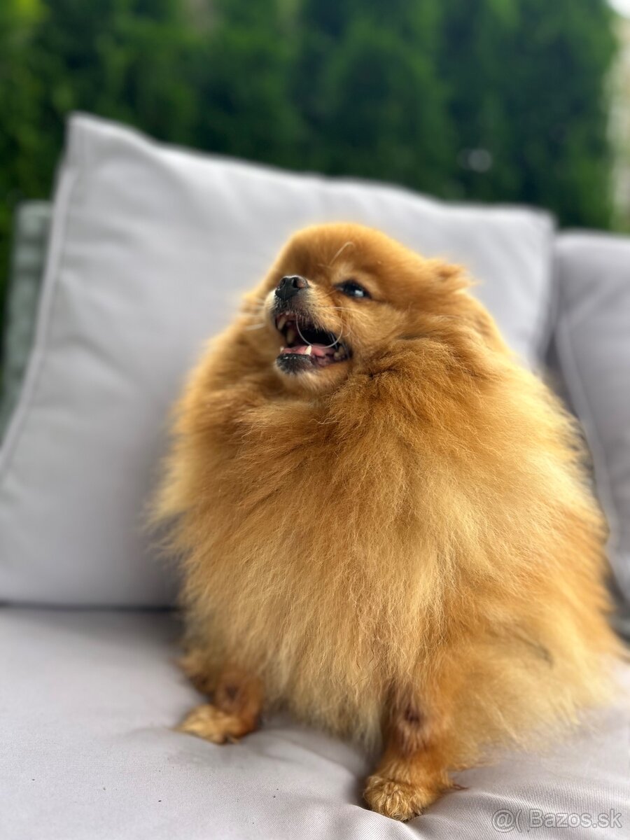 Prodám fenku trpasličí špic Pomeranian - 3