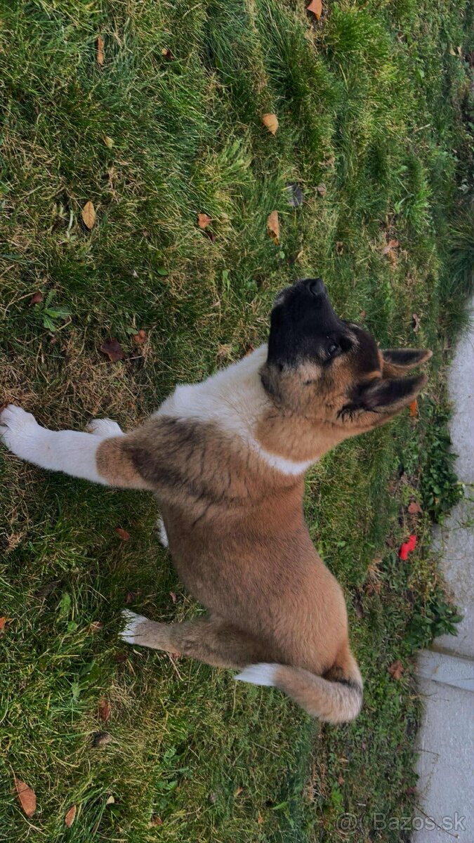 Americká Akita - 3